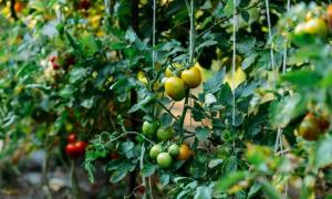 Чим і як підгодувати помідори (томати) після висадки в ґрунт