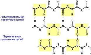 Белки: строение белков и функции