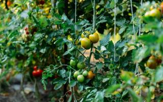 Kuidas ja kuidas tomateid (tomateid) pärast maasse istutamist toita